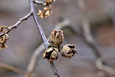 Hamamelis virginiana - vilín viržinský - puklé tobolky plodů